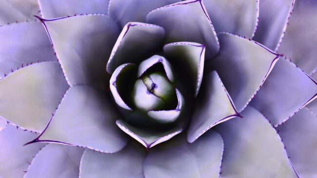 middle_path_spa_beautiful skin aloe vera for skin