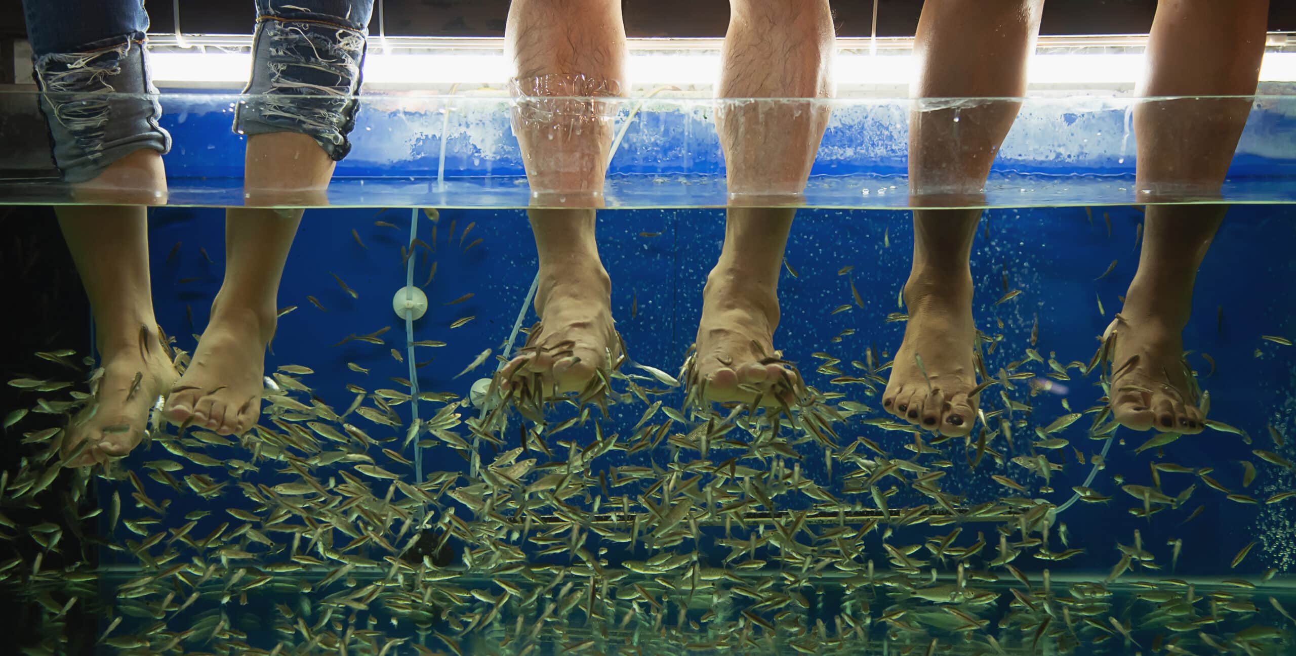 people doing fish massage