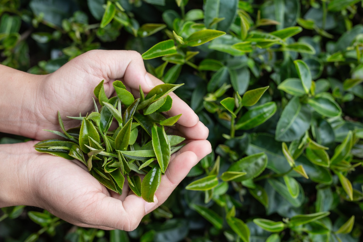 green tea leaves for sun damage