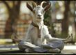 goat yoga