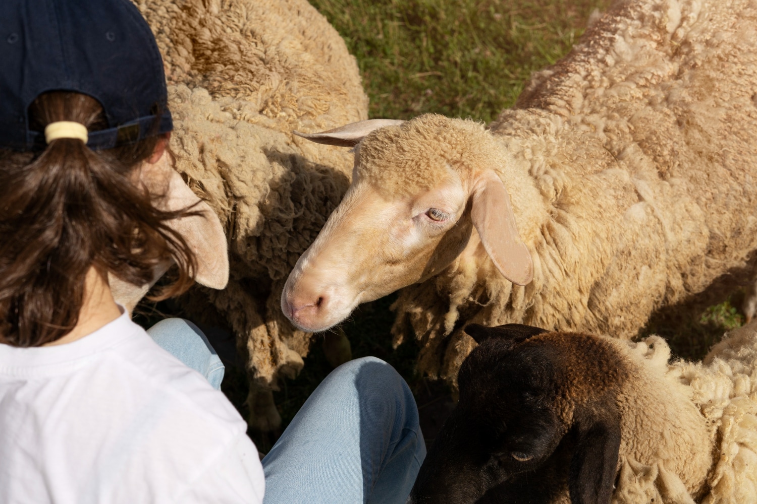 goat yoga in farm